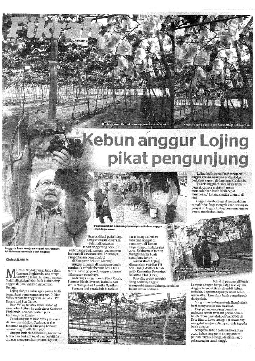 30/12/2019 - Harakah : Kebun Anggur Lojing Pikat Pengunjung